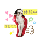 白猫ピーちゃん（個別スタンプ：6）