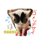 白猫ピーちゃん（個別スタンプ：7）