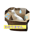 白猫ピーちゃん（個別スタンプ：11）