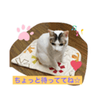 白猫ピーちゃん（個別スタンプ：12）