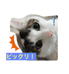 白猫ピーちゃん（個別スタンプ：13）
