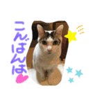 白猫ピーちゃん（個別スタンプ：14）