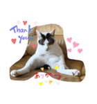白猫ピーちゃん（個別スタンプ：15）