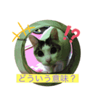 白猫ピーちゃん（個別スタンプ：18）
