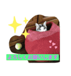白猫ピーちゃん（個別スタンプ：20）