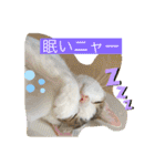 白猫ピーちゃん（個別スタンプ：21）