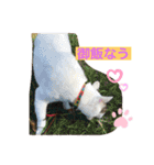 白猫ピーちゃん（個別スタンプ：22）