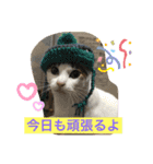 白猫ピーちゃん（個別スタンプ：24）