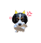 シン太郎スタンプ（個別スタンプ：2）
