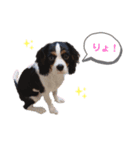 シン太郎スタンプ（個別スタンプ：5）