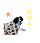 シン太郎スタンプ（個別スタンプ：6）
