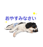 シン太郎スタンプ（個別スタンプ：7）