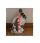 ヤモリと亀とうさぎ（個別スタンプ：4）