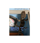 ヤモリと亀とうさぎ（個別スタンプ：9）