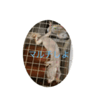 ヤモリと亀とうさぎ（個別スタンプ：13）