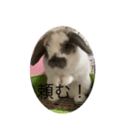 ヤモリと亀とうさぎ（個別スタンプ：15）