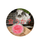 ヤモリと亀とうさぎ（個別スタンプ：18）