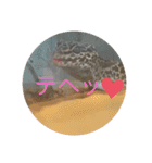 ヤモリと亀とうさぎ（個別スタンプ：19）