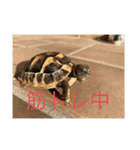 ヤモリと亀とうさぎ（個別スタンプ：20）