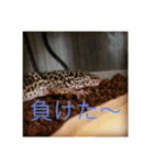 ヤモリと亀とうさぎ（個別スタンプ：24）