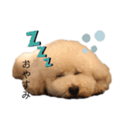 フーちゃんの日常スタンプ（個別スタンプ：2）