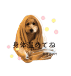 フーちゃんの日常スタンプ（個別スタンプ：3）