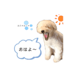 フーちゃんの日常スタンプ（個別スタンプ：24）