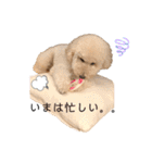 フーちゃんの日常スタンプ（個別スタンプ：27）
