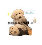 フーちゃんの日常スタンプ（個別スタンプ：28）