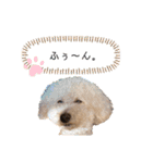 フーちゃんの日常スタンプ（個別スタンプ：32）