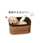 フーちゃんの日常スタンプ（個別スタンプ：35）
