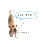 フーちゃんの日常スタンプ（個別スタンプ：37）