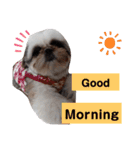 我が家のシーズー犬もじゃ 11（個別スタンプ：1）