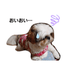 我が家のシーズー犬もじゃ 11（個別スタンプ：4）