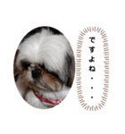 我が家のシーズー犬もじゃ 11（個別スタンプ：5）