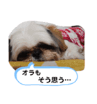 我が家のシーズー犬もじゃ 11（個別スタンプ：6）