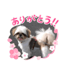 我が家のシーズー犬もじゃ 11（個別スタンプ：7）