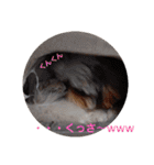 我が家のシーズー犬もじゃ 11（個別スタンプ：9）