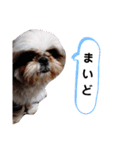 我が家のシーズー犬もじゃ 11（個別スタンプ：10）