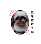 我が家のシーズー犬もじゃ 11（個別スタンプ：11）