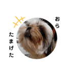 我が家のシーズー犬もじゃ 11（個別スタンプ：12）