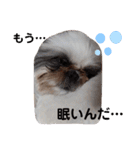 我が家のシーズー犬もじゃ 11（個別スタンプ：13）