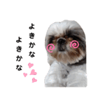 我が家のシーズー犬もじゃ 11（個別スタンプ：14）