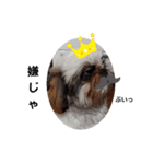 我が家のシーズー犬もじゃ 11（個別スタンプ：15）