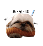 我が家のシーズー犬もじゃ 11（個別スタンプ：16）