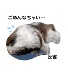 我が家のシーズー犬もじゃ 11（個別スタンプ：17）