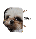 我が家のシーズー犬もじゃ 11（個別スタンプ：18）