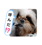 我が家のシーズー犬もじゃ 11（個別スタンプ：19）