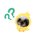 我が家のシーズー犬もじゃ 11（個別スタンプ：23）