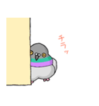 ふっくらカワラバトのスタンプ（個別スタンプ：22）